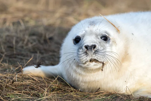 Cachorro de foca gris mientras te mira —  Fotos de Stock