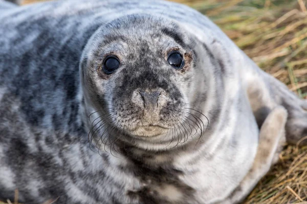 Cucciolo di foca grigia mentre ti guarda — Foto Stock