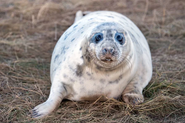 Gråsälen valp medan du tittar på dig — Stockfoto