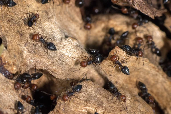 Red head honeypot semut Myrmecocystus close up macro — Stok Foto