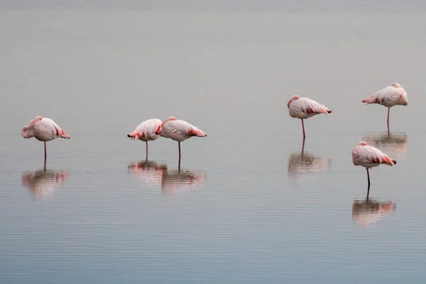 Flamingos rosa no fundo do pântano — Fotografia de Stock