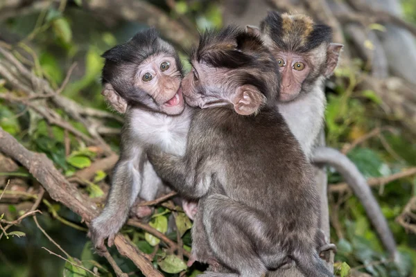 Neugeborenes indonesisches Makakenaffenaffen-Porträt aus nächster Nähe — Stockfoto