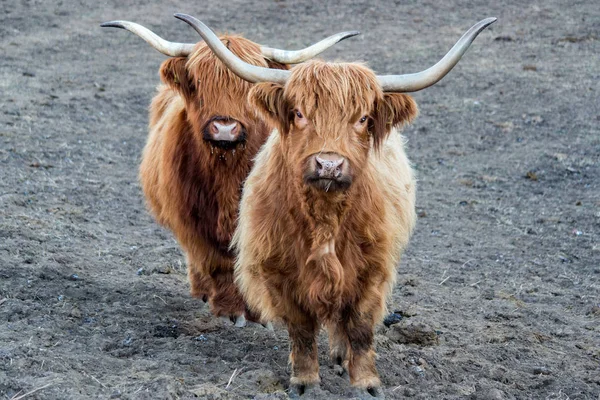 Highlander escocês vaca peluda nariz congelado — Fotografia de Stock