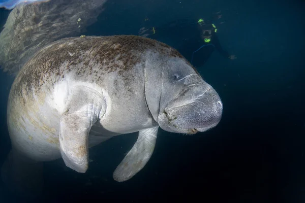 Florida manatee zblízka portrétní se blíží snorkelist — Stock fotografie