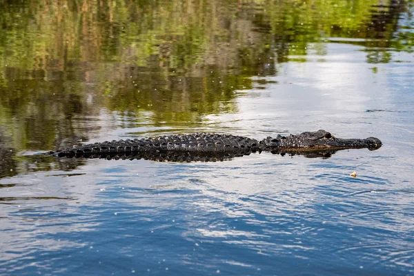Florida Alligator dans everglades portrait rapproché — Photo