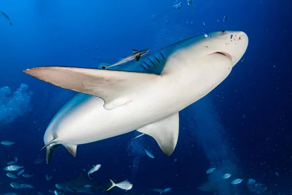 Tubarão-touro enquanto se alimenta de tubarão — Fotografia de Stock
