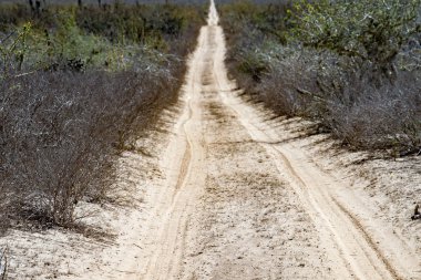 Baja California çöl sonsuz yol Manzaralı