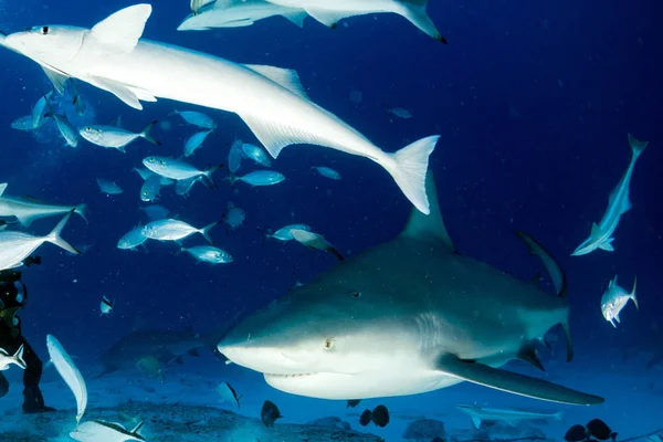 Бычья акула на фоне синего океана — стоковое фото