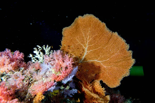 Gorgonia coral macio no fundo preto — Fotografia de Stock