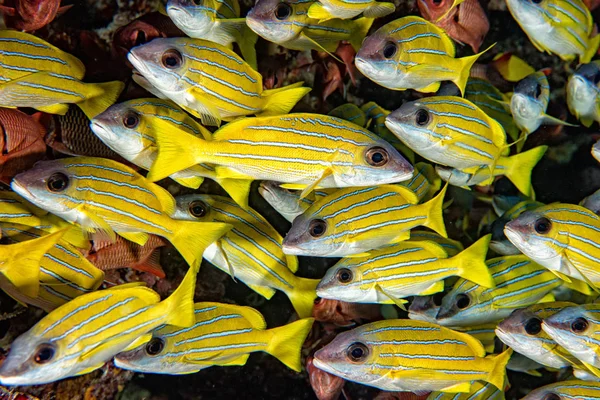 몰디브에서 다이빙 하는 동안 노란색 스 내 퍼 Lutjanidae — 스톡 사진