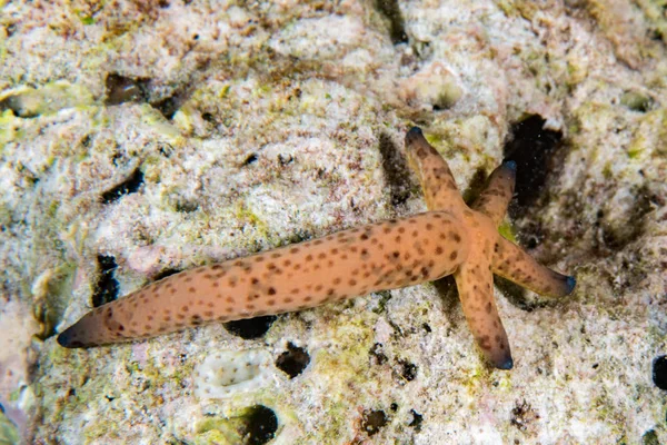 Sea star regrowing arm after predator eated them — Stock Photo, Image