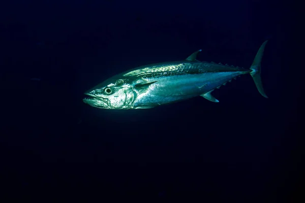 Yelllowfin tuna underwater — Stock Photo, Image