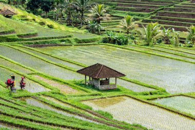 Teras pirinç alan Bali Endonezya görünümü panorama