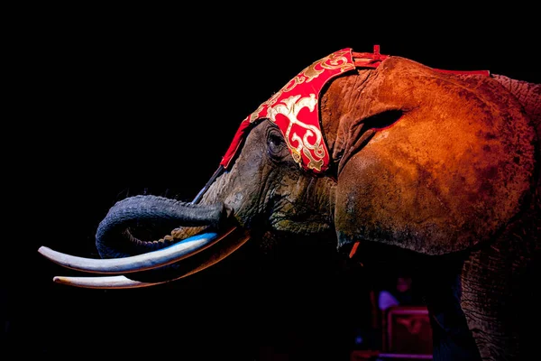 Elefante de circo de cerca en negro —  Fotos de Stock