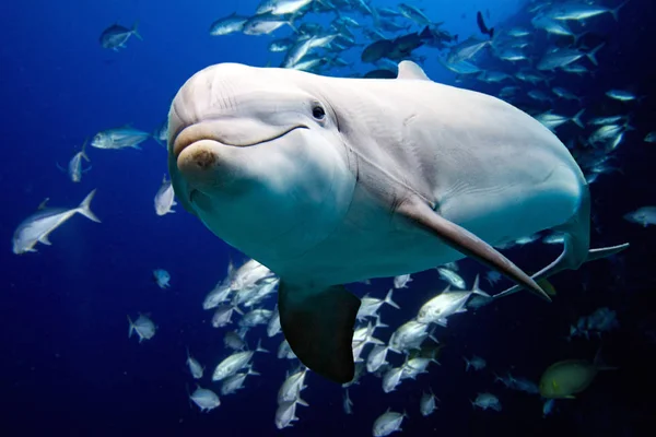 Delfín primer plano detalle retrato mientras te mira — Foto de Stock