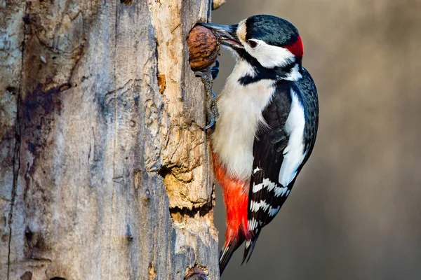 Male Red woodpecker — Stock Photo, Image