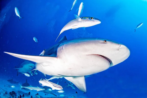 Tubarão-touro no fundo azul do oceano — Fotografia de Stock