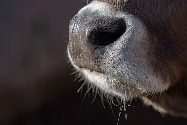 Kuh feuchte Nase aus nächster Nähe Detail — Stockfoto