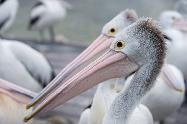 Kanguru Adası, Avustralya'da besleme Pelikan