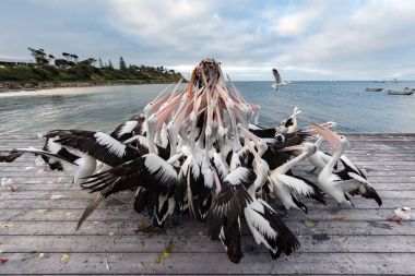 Kanguru Adası, Avustralya'da besleme Pelikan