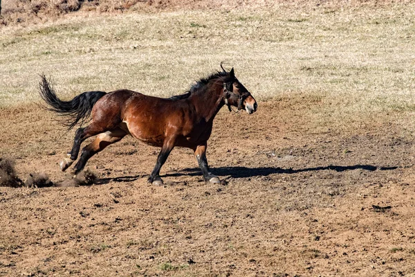 Счастливая лошадь бегает и пинает — стоковое фото