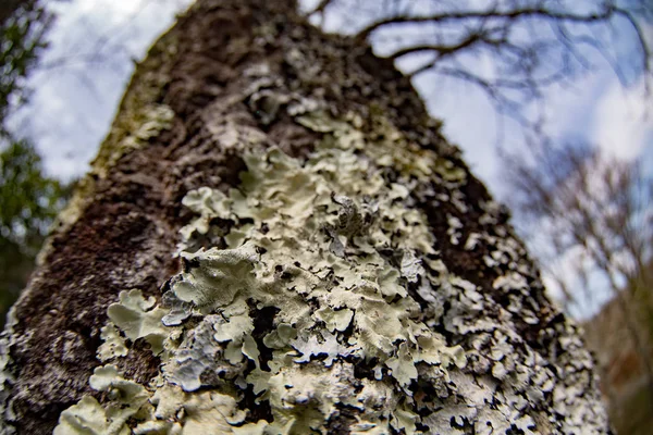 Muschio coperto albero corteccia da vicino — Foto Stock