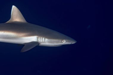 genç gri köpekbalığı mavi su altında saldırmaya hazır