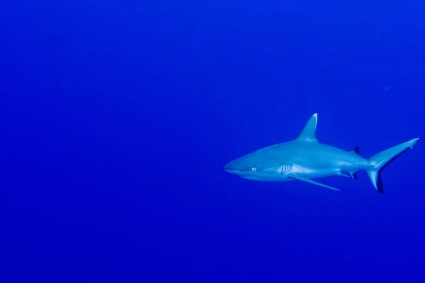 年轻的灰色鲨鱼准备在蓝色水下攻击 — 图库照片