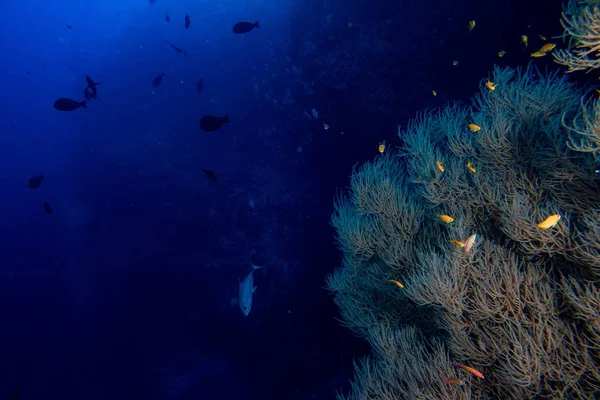 サンゴの岩や壁水中風景パノラマの魚 — ストック写真