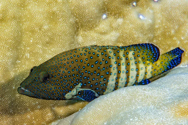 Mérou coloré isolé sur corail dur — Photo