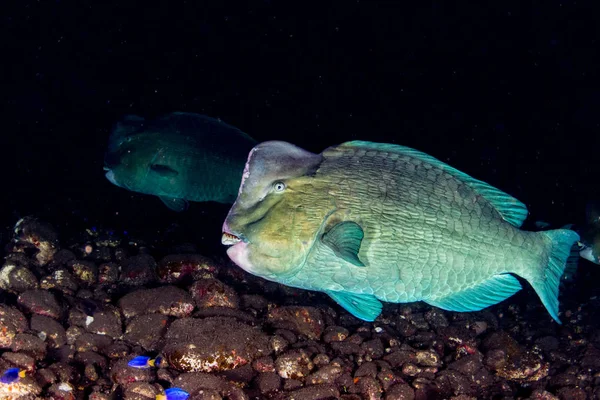 Bumphead parrotfish close-up portret onderwater detail — Stockfoto