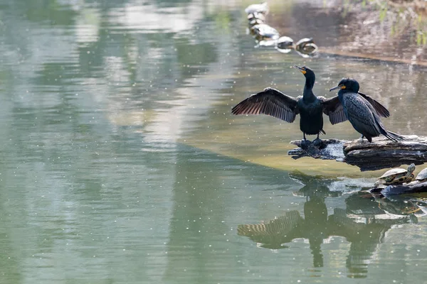 Cormorão enquanto descansa sobre rochas — Fotografia de Stock