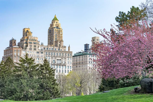 Central park new york kiraz çiçeği — Stok fotoğraf