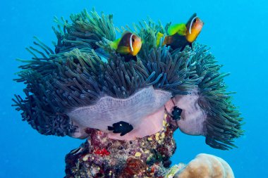İçinde Maldivler Endonezya kırmızı anemone palyaço balık