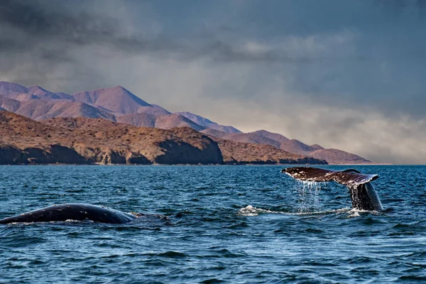 Cola de ballena gris cayendo en el océano al atardecer — Foto de Stock