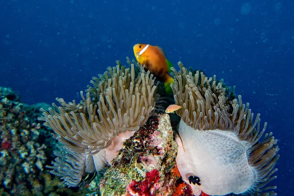 Clown fisk inuti röda anemone i Maldiverna Indonesien — Stockfoto