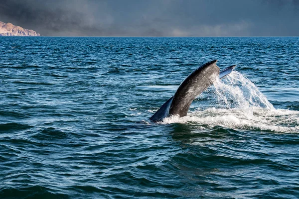 夕暮れ海に下りの灰色のクジラ尾 — ストック写真