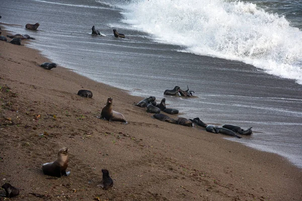 Bébé nouveau-né lion de mer sur la plage — Photo