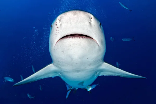 Tiburón toro listo para atacar en el fondo azul del océano — Foto de Stock