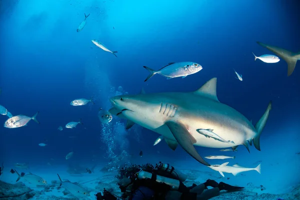 Bull žralok při krmení žraloků — Stock fotografie