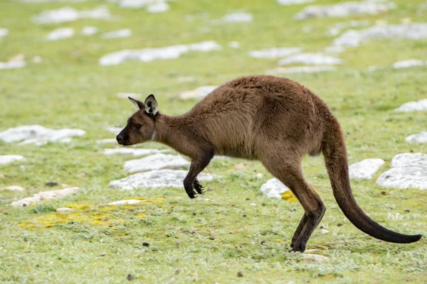 Känguru-Porträt beim Sprung auf Gras — Stockfoto