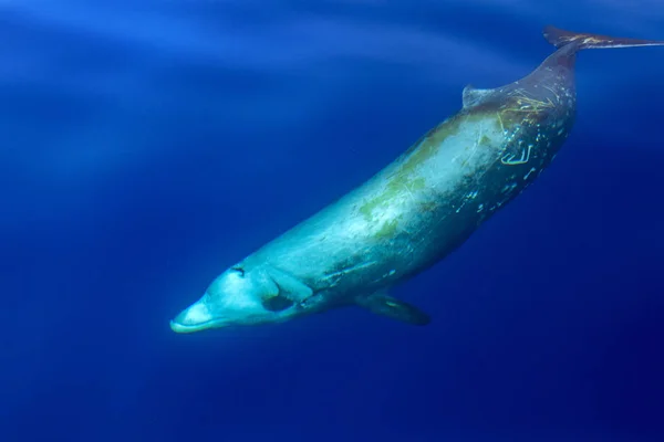 Zeldzame gans snavel walvis dolfijn Ziphius cavirostris onderwater — Stockfoto
