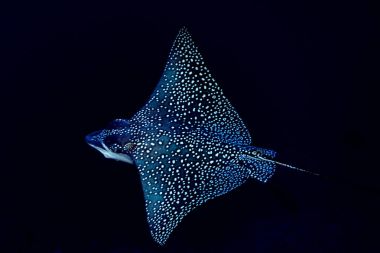 Maldivler Dalış sırasında eagle ray manta