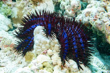Maldivler mercan yeme dikenli Deniz yıldızı taç