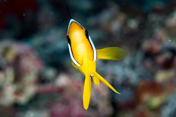 Clown fisk porträtt i Indonesien — Stockfoto