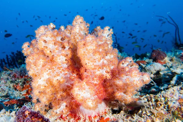 Alcyonarian Soft Coral wall underwater landscape panorama — Stock Photo, Image