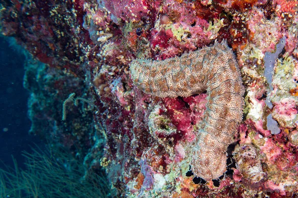 Holoturian sea cucumber in maldives reef — Stock Photo, Image