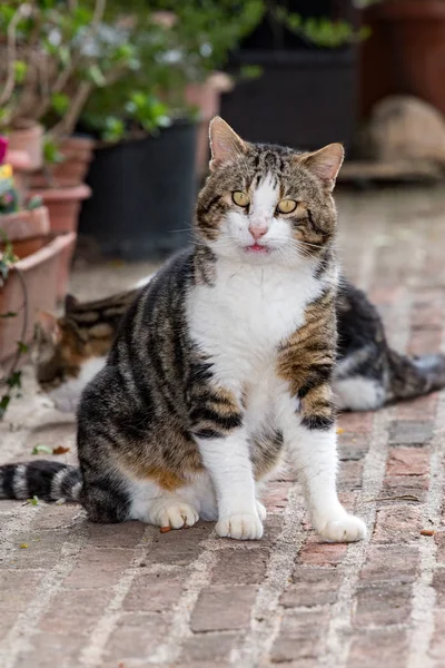 Nyfiken katt i Toscana porträtt — Stockfoto