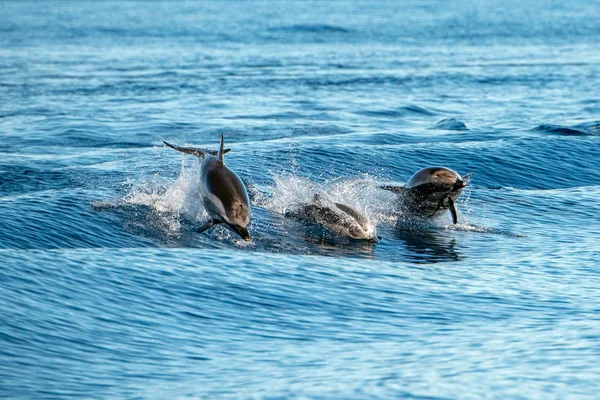 Delfin, míg ugrás a mély kék tenger — Stock Fotó