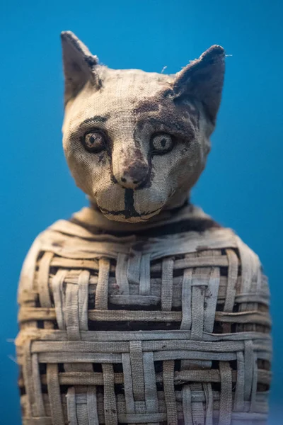 Maman égyptienne chat trouvé à l'intérieur de la tombe — Photo